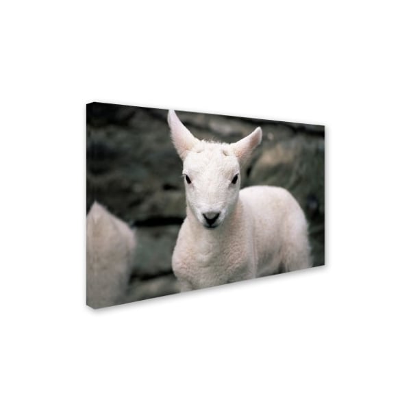 Robert Harding Picture Library 'Lamb' Canvas Art,30x47